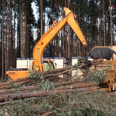 Colheita Florestal Mecanizada